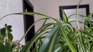 Обзор комнатных растений