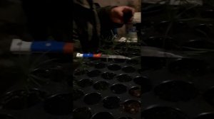 пересадка саженцев (сеянцев) кедра в другой горшок.