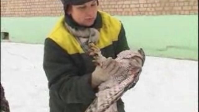 Ястреб