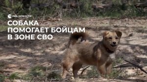 Собака помогает бойцам в зоне СВО