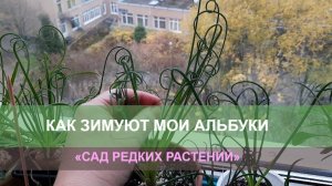 Зимовка альбуки спиральной. Правда и вымысел.