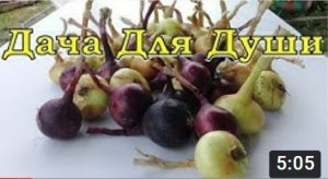 ЛУК и ЧЕСНОК: признаки готовности урожая, сроки и правила уборки