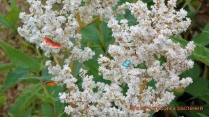 Горец изменчивый (polygonum polymorpha gorets-izmenchivyy) ? горец обзор: как сажать саженцы горца