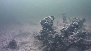 Волга. Горьковское водохранилище. Обжериха. Плотва. Окунь. Судак