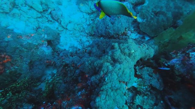 Video Diary | Out AT SEA  at Similan Island | Contax T2, Go pro 8, Lomo800 смотреть онлайн