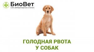 Голодная рвота у собак