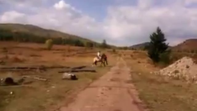 Обучают коня