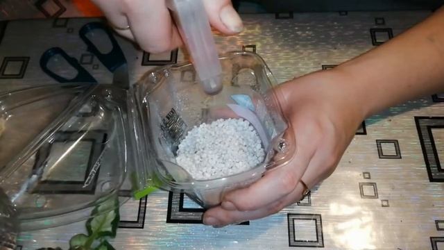 Укоренение черенка фиалки в перлите смотреть онлайн