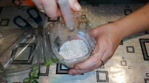 Укоренение черенка фиалки в перлите