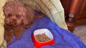 How to feed a nursing dog, Jessie's dog has become capricious, you only need to feed by hand