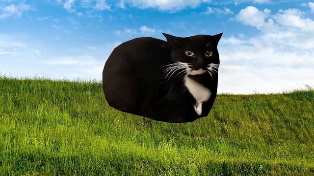 Максвелл кот