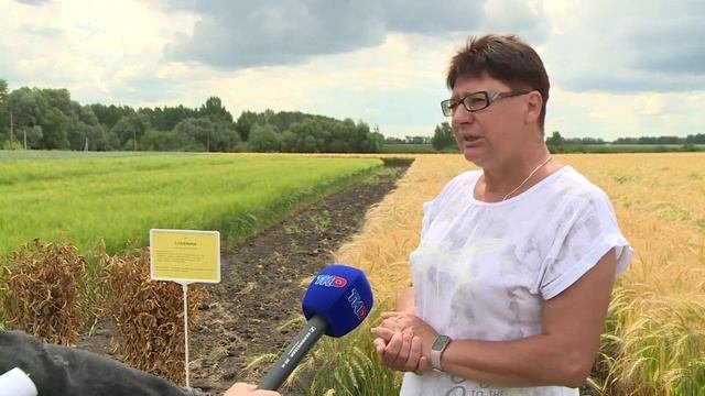 Селекционеры сумели вывести два хладостойких сорта сои