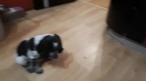 Дрессировка и натаска собаки. Русский охотничий спаниель. Продолжаем тренировать выдержку #2