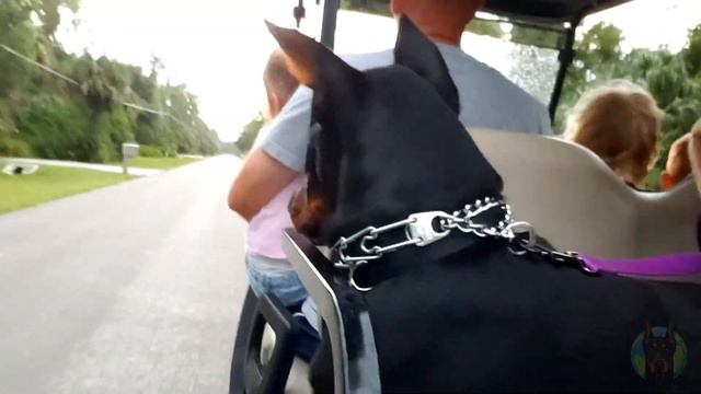 The Awesome Life of a Doberman—Video Compilation смотреть онлайн
