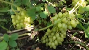 Виноград сорт "Кеша"