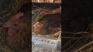 Курицы несушки!сидят в одном гнезде.