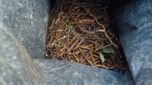 Копаю корень ежевики для продажи и размножения