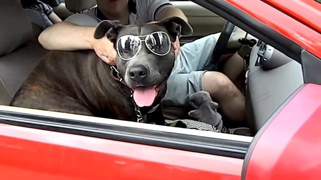 Малыш Лев и огромная собака Герда смотреть онлайн