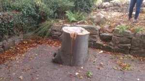 Пчеловодство в Англии. Пчелы из дупла.