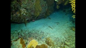 Дайвинг в Красном море. Рифовая акула