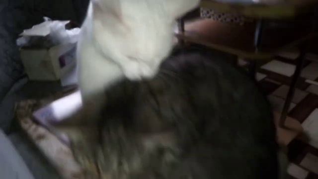 ПЕРЕВОДИМ СВИНЕЙ В ТЁПЛЫЙ САРАЙ. смотреть онлайн