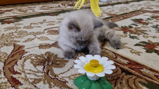 Кошечка Шанель