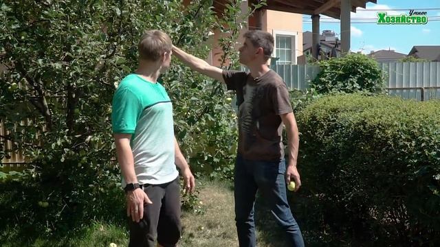 Что делать чтобы не гнили плоды яблони и груши? смотреть онлайн