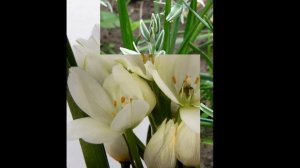 ПТИЦЕМЛЕЧНИК  (ORNITHOGALUM)  сем. Гиацинтовые