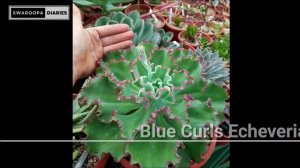 Big Echeveria Varieties| Echeveria varieties you might not have heard of yet! | Swaroopa Diaries
