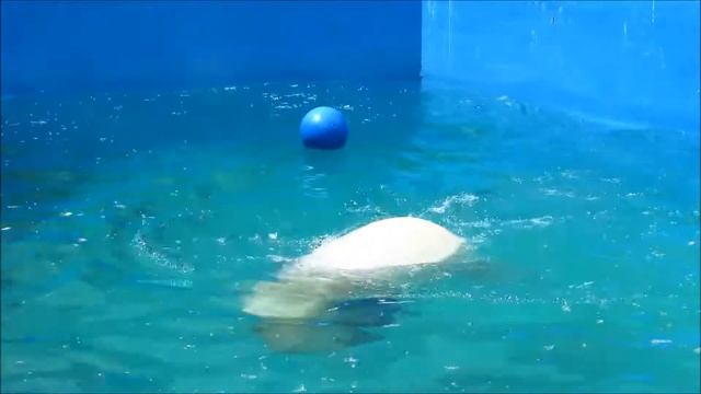 Белая медведица Комета в Ростовском зоопарке 06.06.18 г. смотреть онлайн