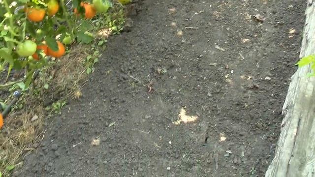 АВГУСТ в саду. О сорняках. смотреть онлайн