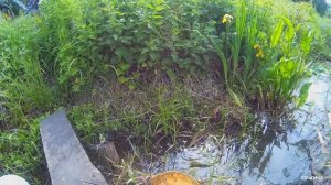 КАРП ВКРАВ ВУДКУ Рибалка на кормачки вбивця карася Рибалка на карася Карась на кормачок