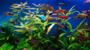 Любители спирулины в 100 литровом аквариуме