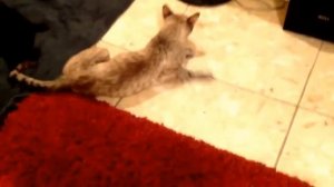 Коты под валерьянкой