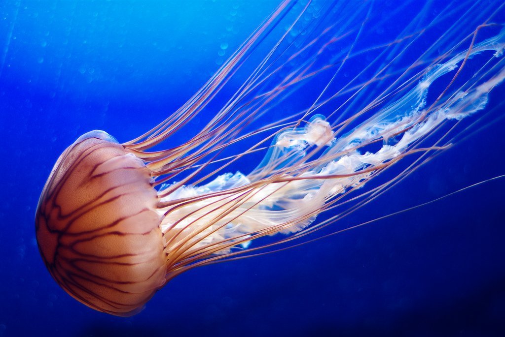 Звуки животных  для детей  МЕДУЗА /  Подводный мир медуз