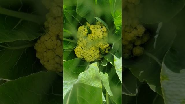 #cauliflower Power ? for a long time just leaves but now...... смотреть онлайн