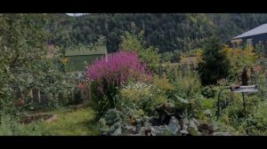 Томат Сумасшедшие вишни Барри  В Башкирии на улице  Результат!!! 1