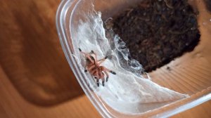 Кормление пауков-птицеедов/Tarantula feeding