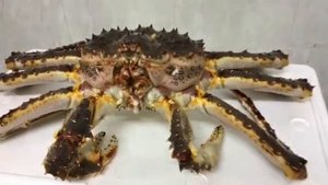 Живой камчатский краб