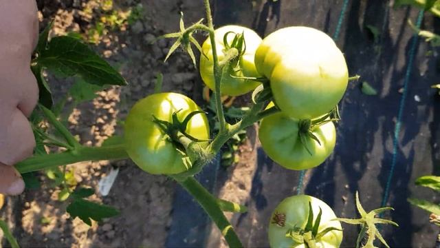 Сорт томата "Малиновый виконте" = ТОМАТНЫЙ КАЛЕЙДОСКОП сезон 2021 смотреть онлайн