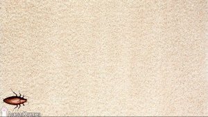 Шуршащий таракан. Видео игра для кошек