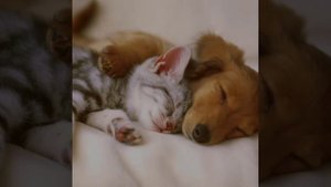 Песня будильник!!!