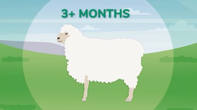 Liver Fluke animation смотреть онлайн