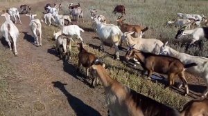 Сколько стоит содержание одной козы в год