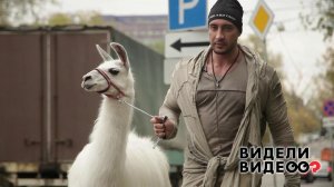 Иса Багиров и лама на час. Видели видео? Фрагмент выпуска от 27.10.2019