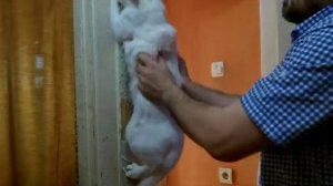 здоровые кошки: массаж спины и живота + лечение от запора