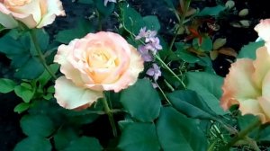 Розы моего сада. Роза Госпел (Gospel), Дуэт (Duett), Wedding Bells (Веддин Бэллс)