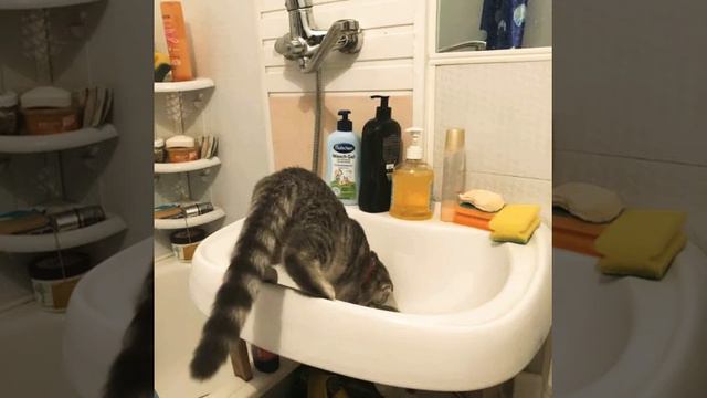 Как мои животные отдыхают на даче!! смотреть онлайн