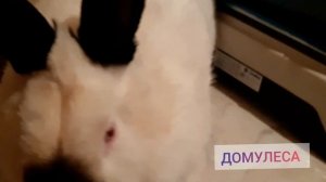 Вес кролика в 4 месяца l КАЛИФОРНИЙСКАЯ ПОРОДА l Важность генетики l Californian Rabbit for sale