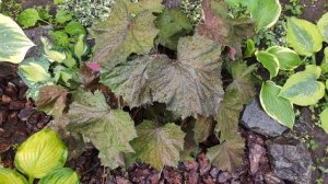 Гигантская гейхера сорт XXL